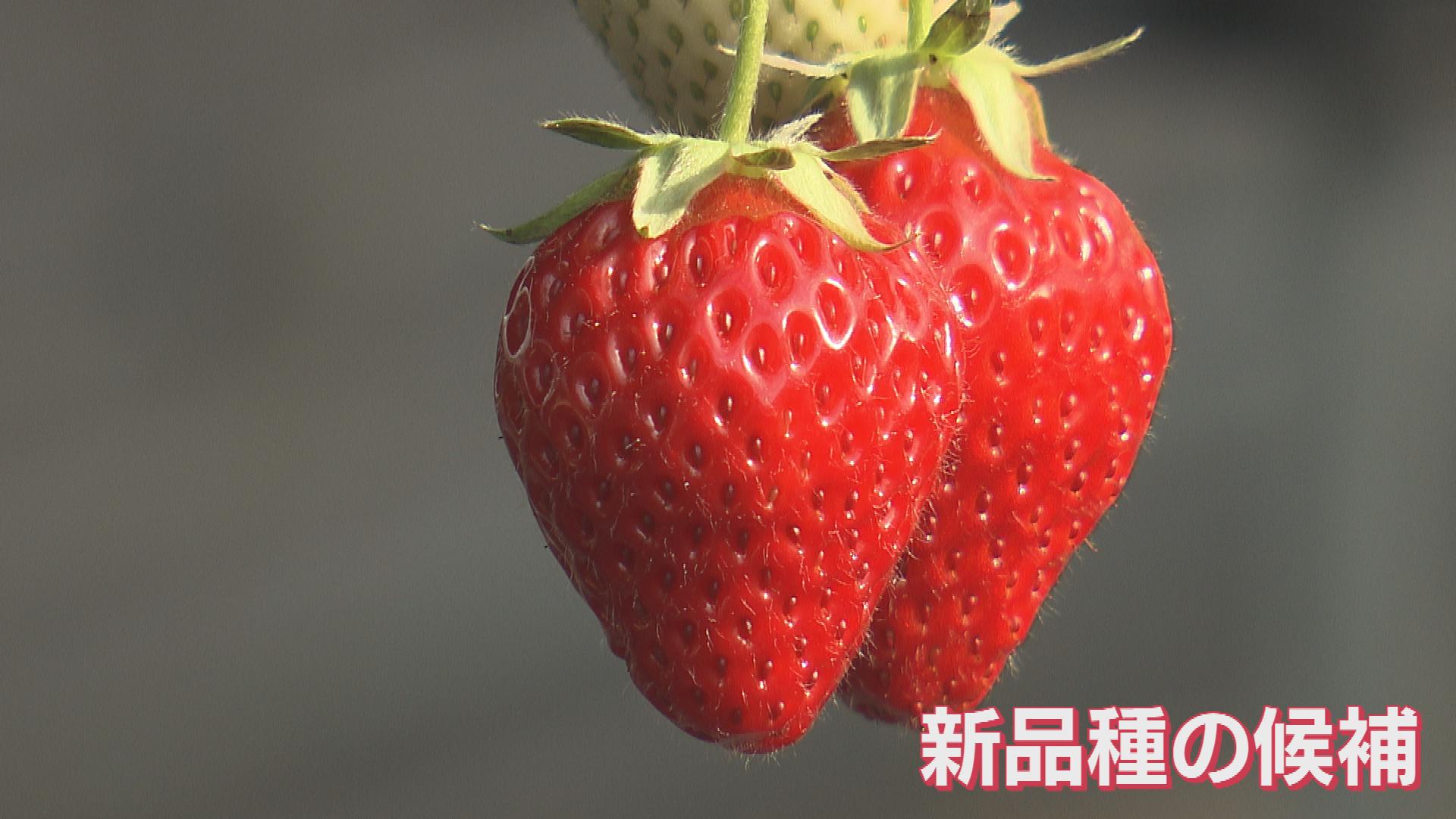 いちご戦国時代へ…「越後姫」を越えろ！県産いちご新品種の開発･研究の最前線